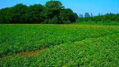 音乐短片 - 十勝ヒルズ 北海道ガーデン街道