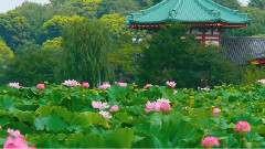 音乐短片 - TOKYO JAPAN Lotus Flowers in Tokyo