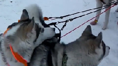 音乐短片 - Сибирский хаски _ Википедия