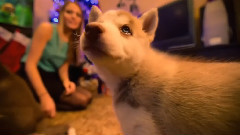 音乐短片 - Новогоднее настроениеслучшими друзьями человека