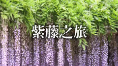 音乐短片 - 千羽千尋 紫藤之旅