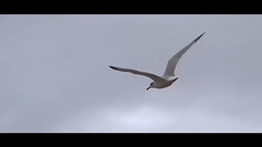 音乐短片 - Keeping the Promise