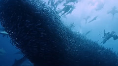 音乐短片 - 碧海狂鲨