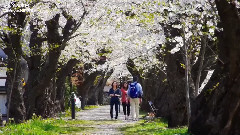 音乐短片 - Cherry blossom in Kakunodate