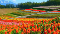 音乐短片 - 瑛・四季彩の丘 北海道