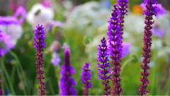 音乐短片 - 十勝千年の森 北海道ガーデン街道