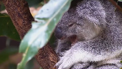 音乐短片 - 疯狂动物城