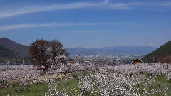 音乐短片 - 日本一の杏の里 千曲市