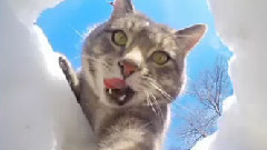 音乐短片 - The Selfie Taking Cat