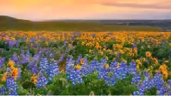 音乐短片 - Първа пролет с музика!