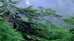 音乐短片 - 綠光森林