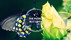 音乐短片 - The Purple Butterfly