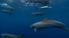 音乐短片 - 深蓝之爱