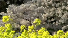 音乐短片 - Cherry Blossoms (Sakura)