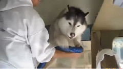 音乐短片 - 五个哈士奇拒绝洗澡的短片