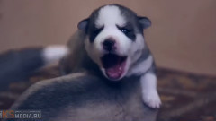 音乐短片 - 小二哈