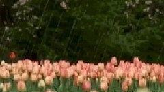 音乐短片 - Тихият пролетен дъжд - по Николай Лилиев (Slideshow)