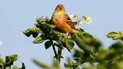 音乐短片 - Звуци от природата