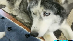 音乐短片 - 当主人给二哈定制了和它一模一样的公仔,汪一脸拒绝