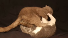 音乐短片 - 猫奴的日常