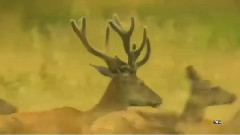 音乐短片 - Есенно настроение