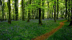 音乐短片 - Mozart in a peaceful bluebell wood