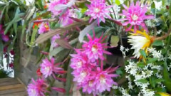 音乐短片 - Epiphyllum 2013 May 09 昙花