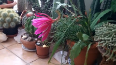 音乐短片 - 我的粉红色的昙花在开花的不同阶段