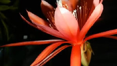 音乐短片 - EPIPHYLLUM 昙花