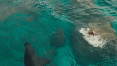 影视原声 - <The Shallows>预告