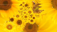 音乐短片 - Stamatis Spanoudakis music