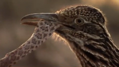 音乐短片 - Змия срещу кукувица!