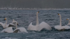 音乐短片 - Little Bird