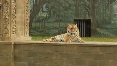 影视原声 - 电影<少年派的奇幻漂流>制作特辑之Richard Parker