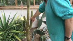 音乐短片 - Winterbourne Botanic Garden Arid House Tour温特伯恩植物园