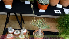 音乐短片 - 多汁的仙人掌