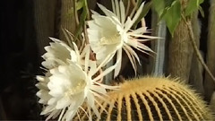 音乐短片 - 昙花