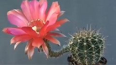 音乐短片 - 刺猬掌属杂交