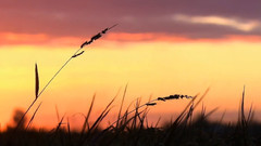 音乐短片 - 恋恋风尘