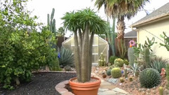 音乐短片 - Cactus Collection 2012(仙人掌收藏2012)