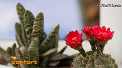 音乐短片 - VIVERO ALEGRÍA - Cactus仙人掌