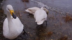 音乐短片 - 春回