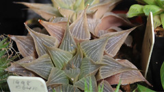 音乐短片 - Aleck Selzer's Succulent Collection