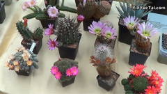 音乐短片 - Kakteenschau In Cottbus 2013