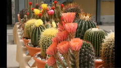 音乐短片 - Mostra Di Succulente A Cesena