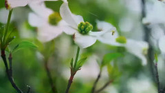 音乐短片 - 两只蝴蝶