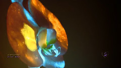 音乐短片 - Orchidea