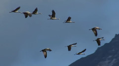 音乐短片 - Wings to Paradise 天堂的翅膀