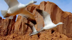 音乐短片 - Wings to Paradise 2 翅膀天堂2