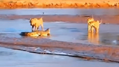 音乐短片 - Крокодил vs. львы